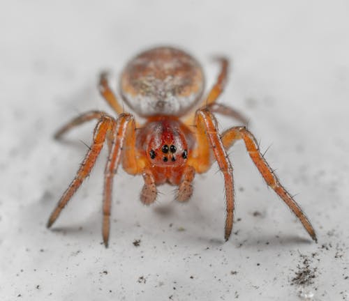 Extreme Close-up of a Spider 