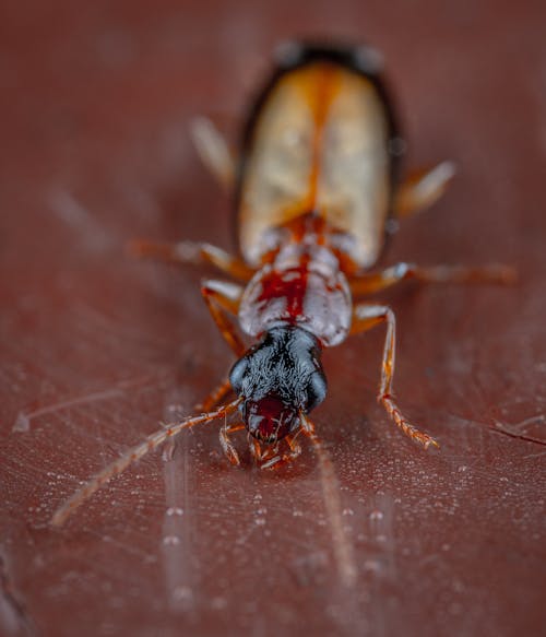 Close-up of Bug Standing on Leaf