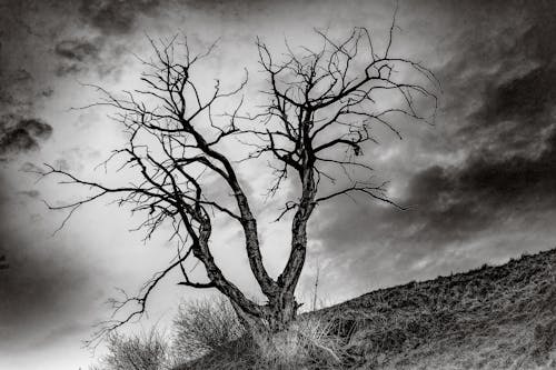 Základová fotografie zdarma na téma černobílý, dramatická obloha, hora