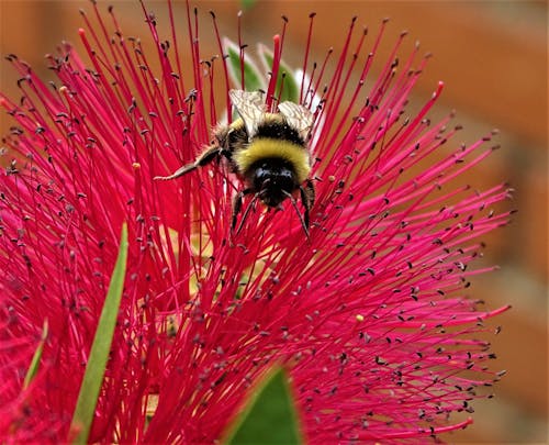 A Yellow and Black Bee on Pink Flower