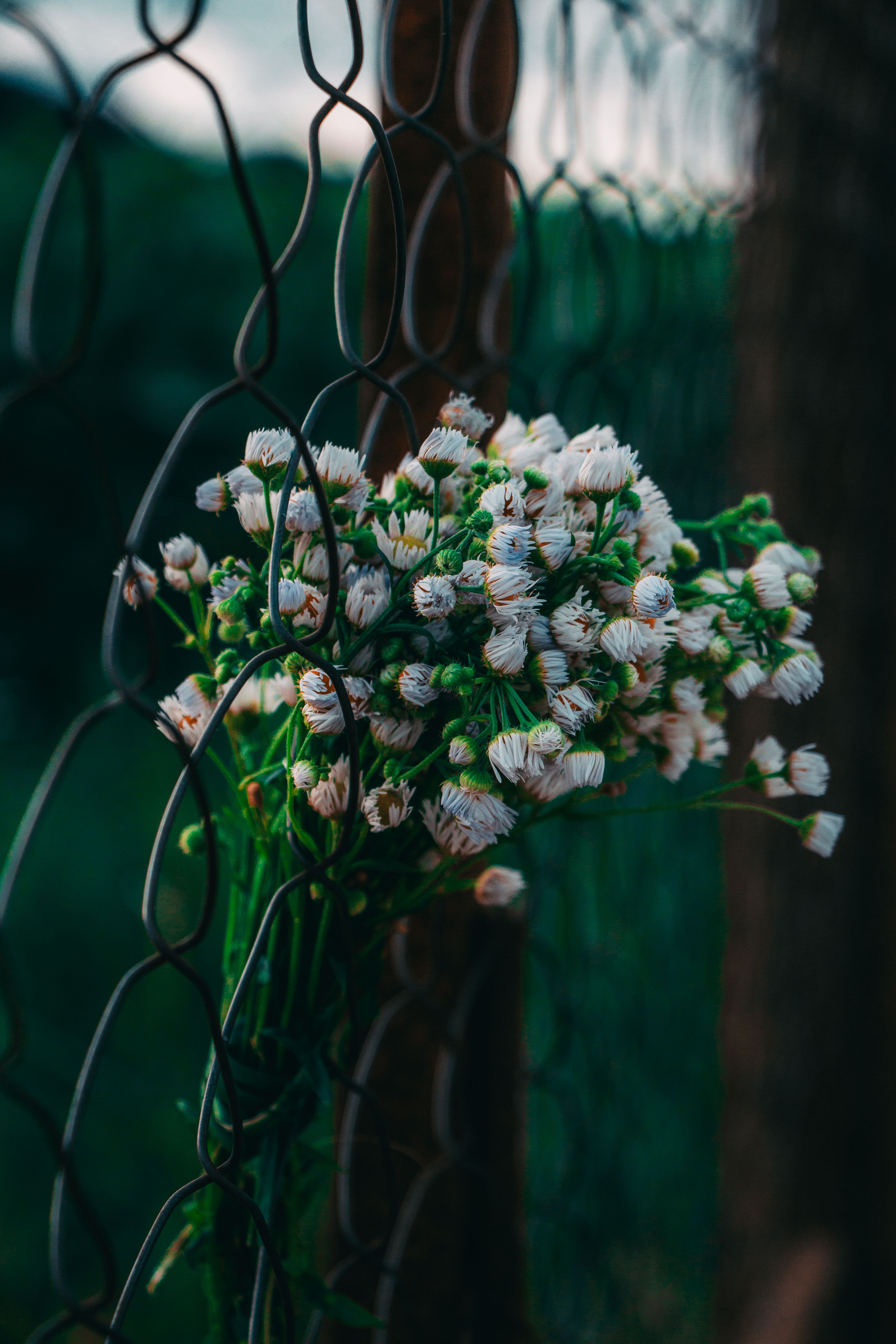 [ColoSach]-a-bunch-of-wildflowers-nestled-in-a-wire-fence,-showcasing-nature's-beauty-and-rustic-charm.