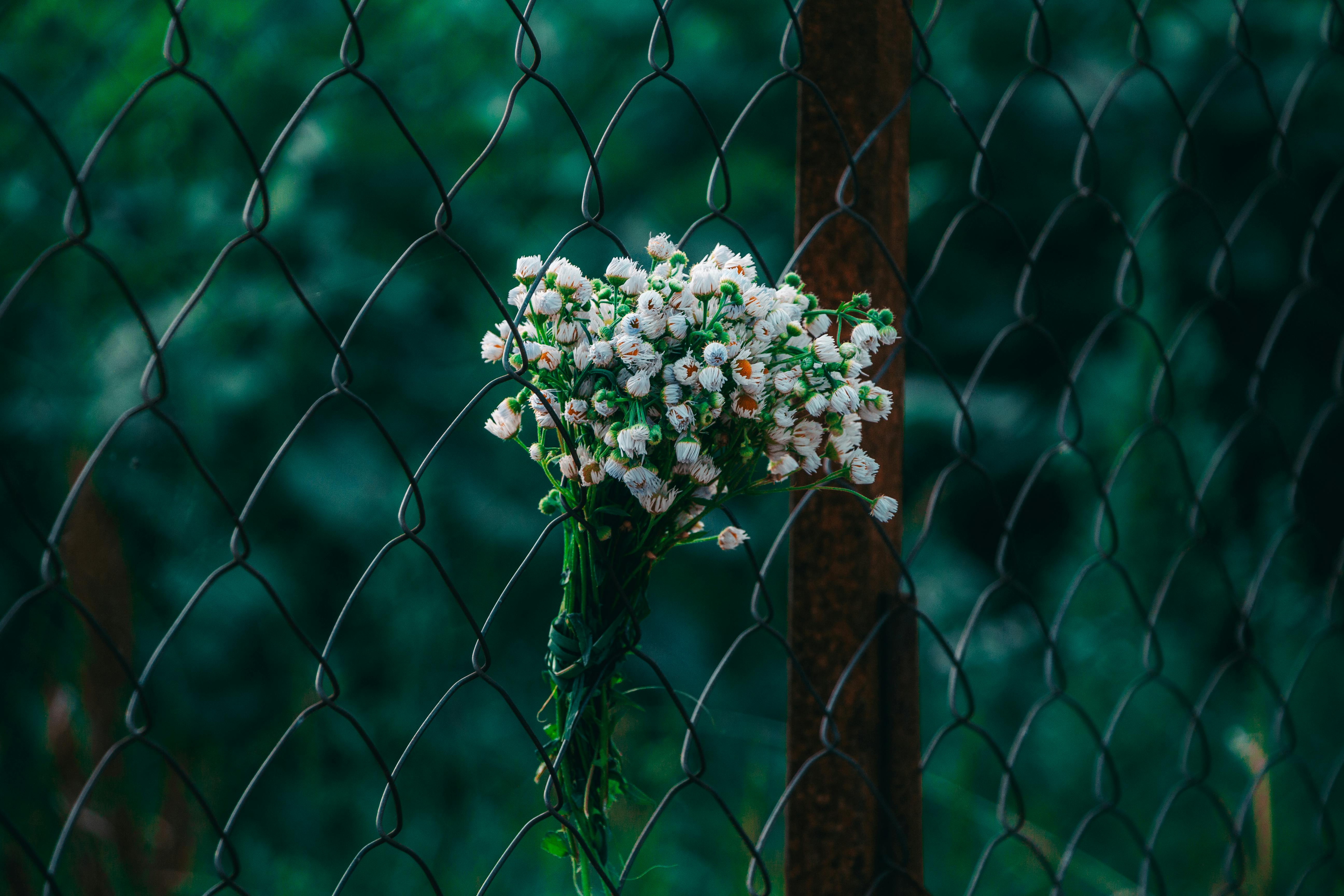a cluster of white flowers in metal chain fence