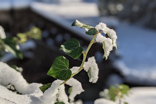 Kostnadsfri bild av frost på löv, frostigt väder, is