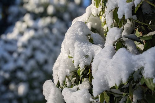 Kostnadsfri bild av frost på löv, frostigt väder, is