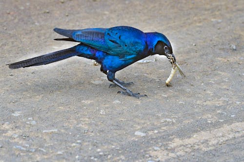 gratis Blauwe En Zwarte Vogel Gepikte Goudkleurige Hanger Stockfoto