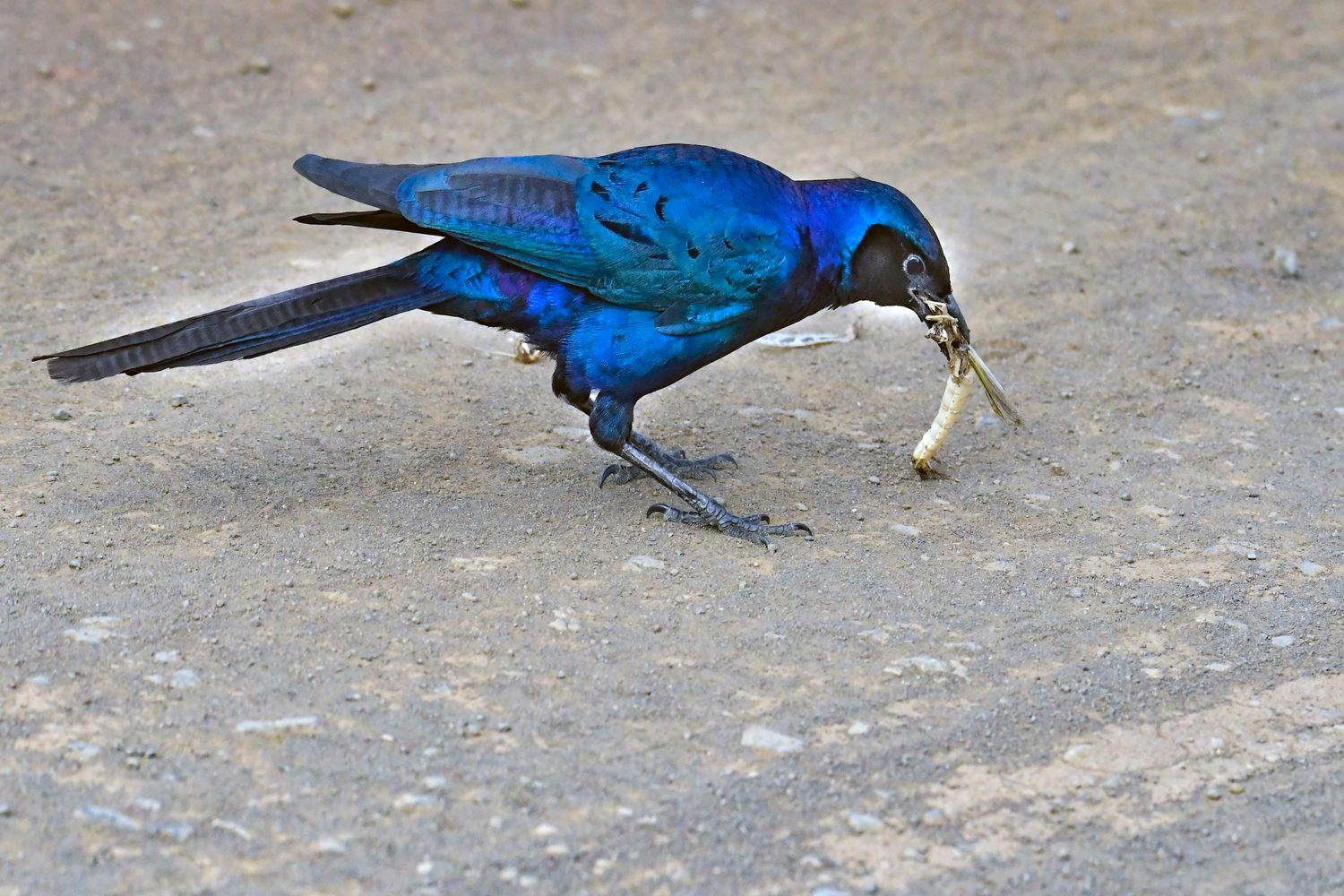 Insect Eating Bird Photos, Download The BEST Free Insect Eating Bird ...