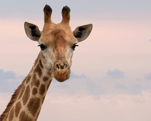 grátis Fotografia De Close Up De Girafa Foto profissional