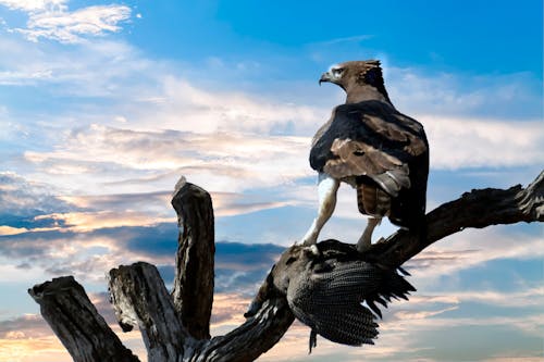 Eagle Perched on Tree Branch
