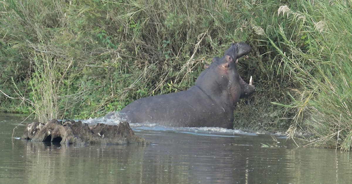 Free stock photo of hippopotamus, safari, wild animal