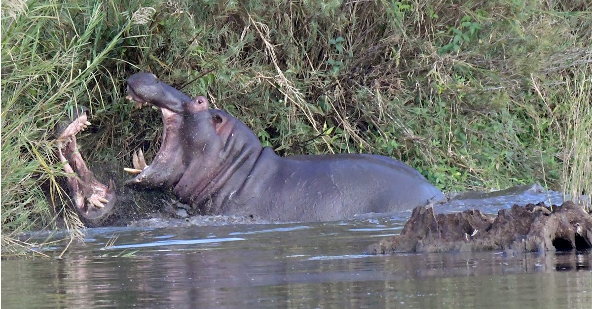 Free stock photo of hippos, safari, wild animal