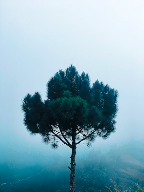 Green Pine Tree at Daytime