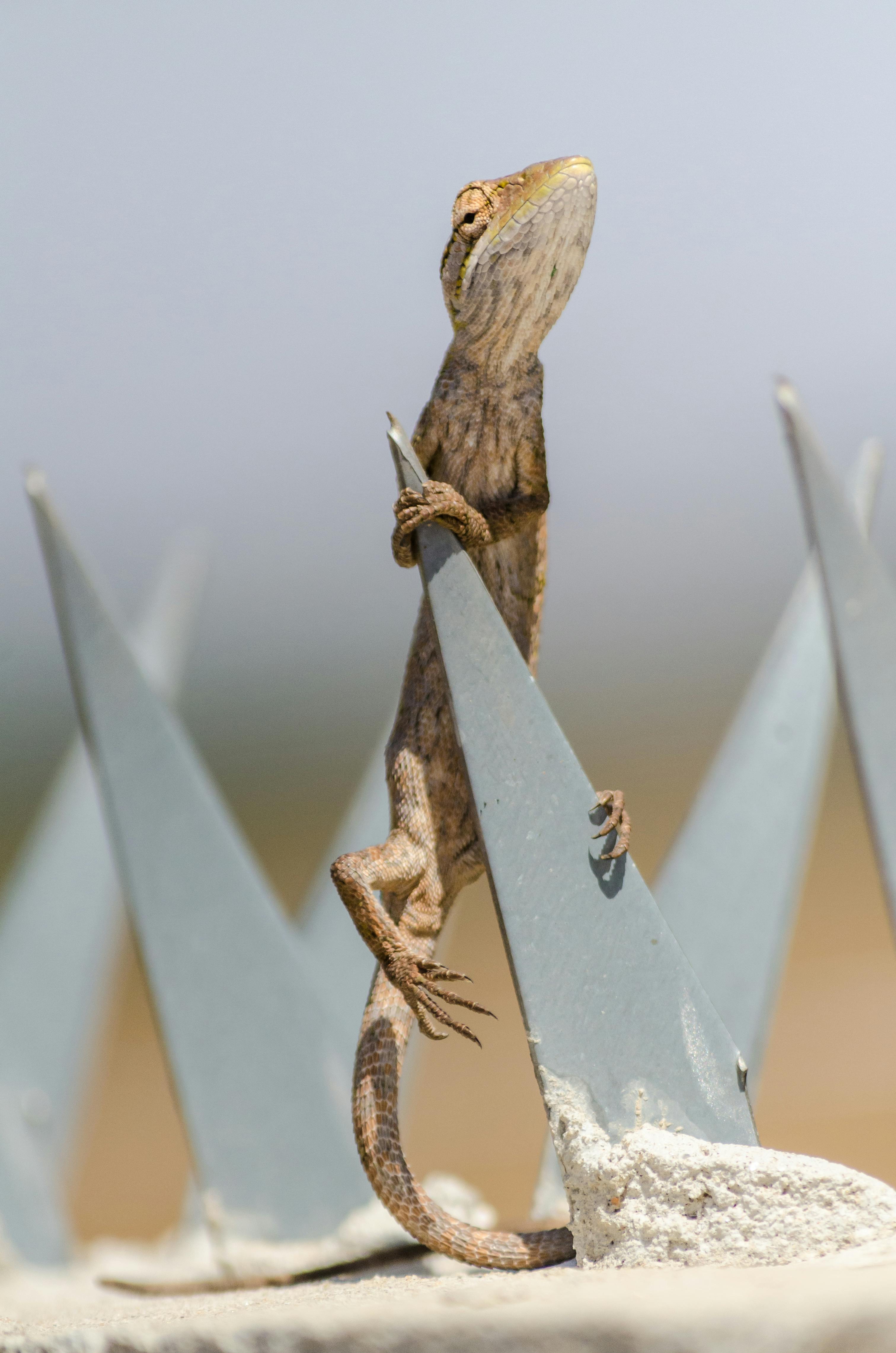 A lizard carefully balances on a spiked fence, showcasing agility and adaptability in a challenging environment.