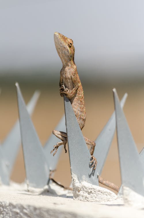 A Brown Reptile Clinging on a Spike