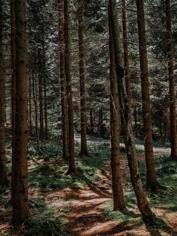 Tall Evergreen Trees In The Forest