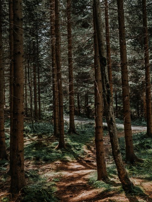 Free Peaceful trail through lush Austrian forest, perfect for nature lovers. Stock Photo