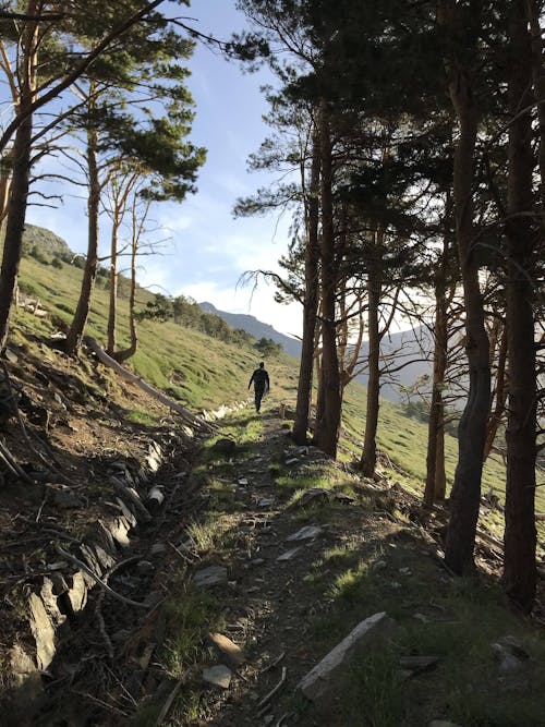 Person Walking on Footpath Near Trees