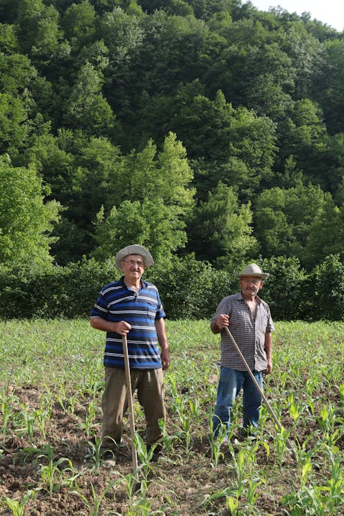 Kostnadsfri bild av åkermark, äldre män, bondgård