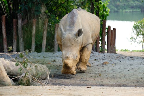Free A Rhinoceros in the Wild Stock Photo