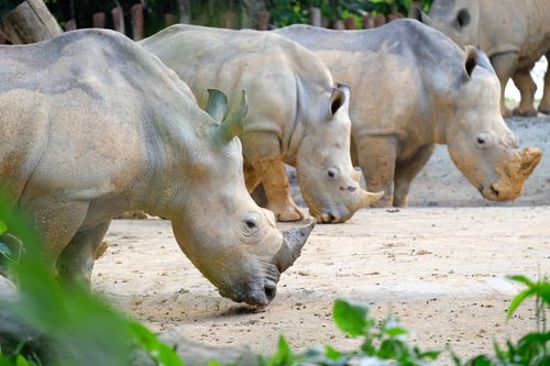 Free A group of rhinoceroses graze on sandy ground in an outdoor wildlife setting. Stock Photo