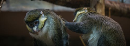 Free Two Brown-and-black Primates Stock Photo