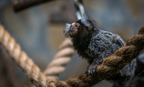 Shallow Focus Photography of Brown and Gray Bat