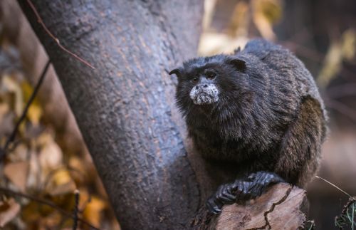 Free Close-up of a black tamarin monkey perched on a tree trunk in the forest. Stock Photo