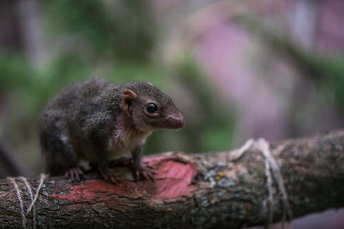 Free Selective Focus Photography of Brown Rodent Stock Photo