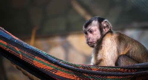 Free Brown Monkey on Red and Black Hammock Stock Photo