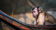 特写镜头中，一只可爱的卷尾猴在户外自然光下，悠闲地躺在彩色吊床上休息