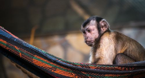 Free A close-up of a cute capuchin monkey resting in a colorful hammock in natural outdoor lighting. Stock Photo