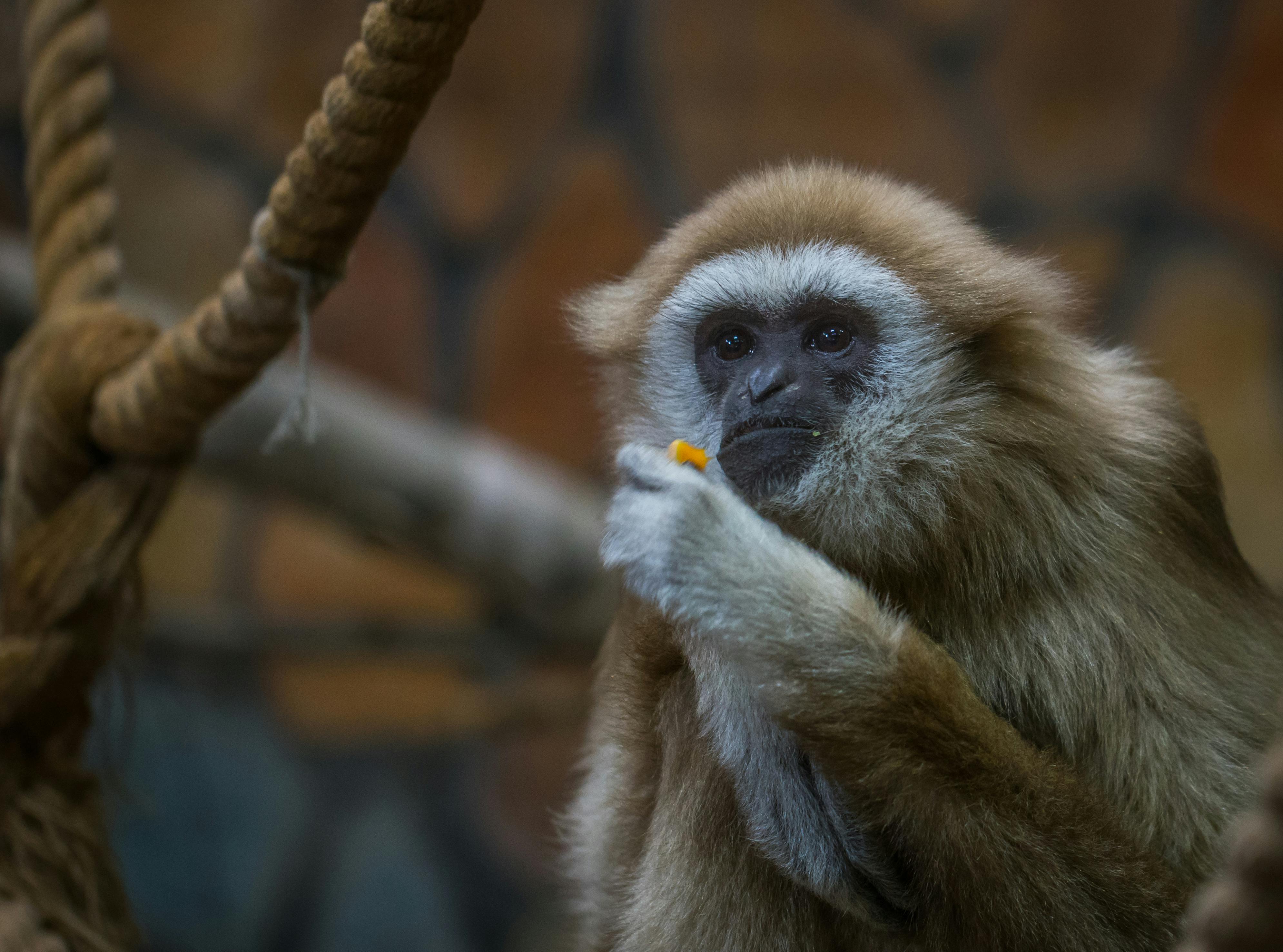 Free stock photo of animals, monkeys