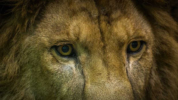 Close-Up Shot Of Lion