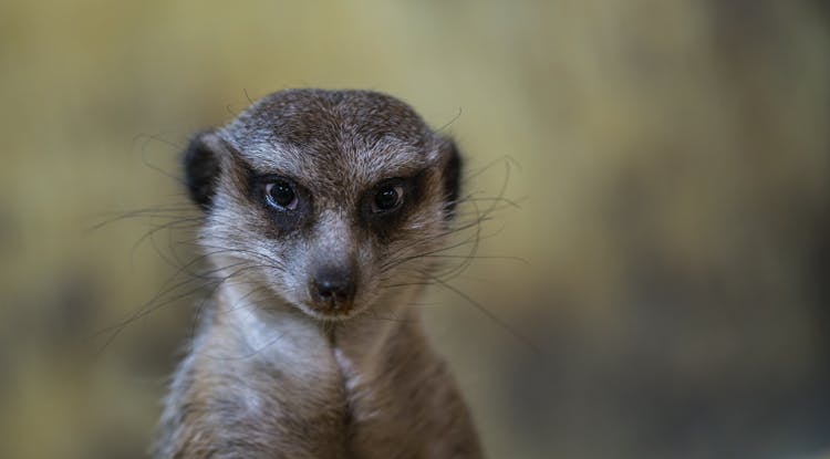 Beige And White Meerkat