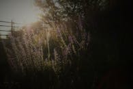 美丽的日落照亮了田野上的野花和树木