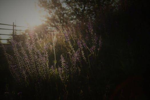 美丽的日落照亮了田野上的野花和树木