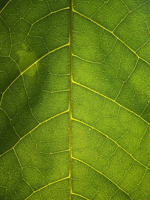 Extreme Close-Up Shot of a Green Leaf