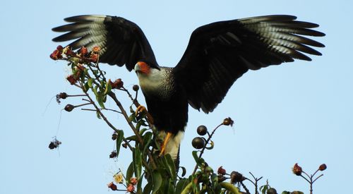 Free A northern crested caracara spreads its wings on a tree branch, showcasing its majestic plumage. Stock Photo