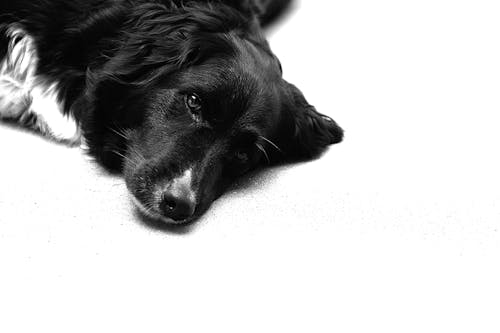 Immagine gratuita di bianco e nero, testa di cane