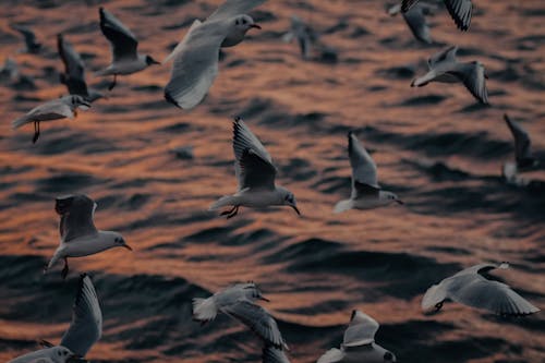 Free 
Seagulls Flying over the Sea Stock Photo