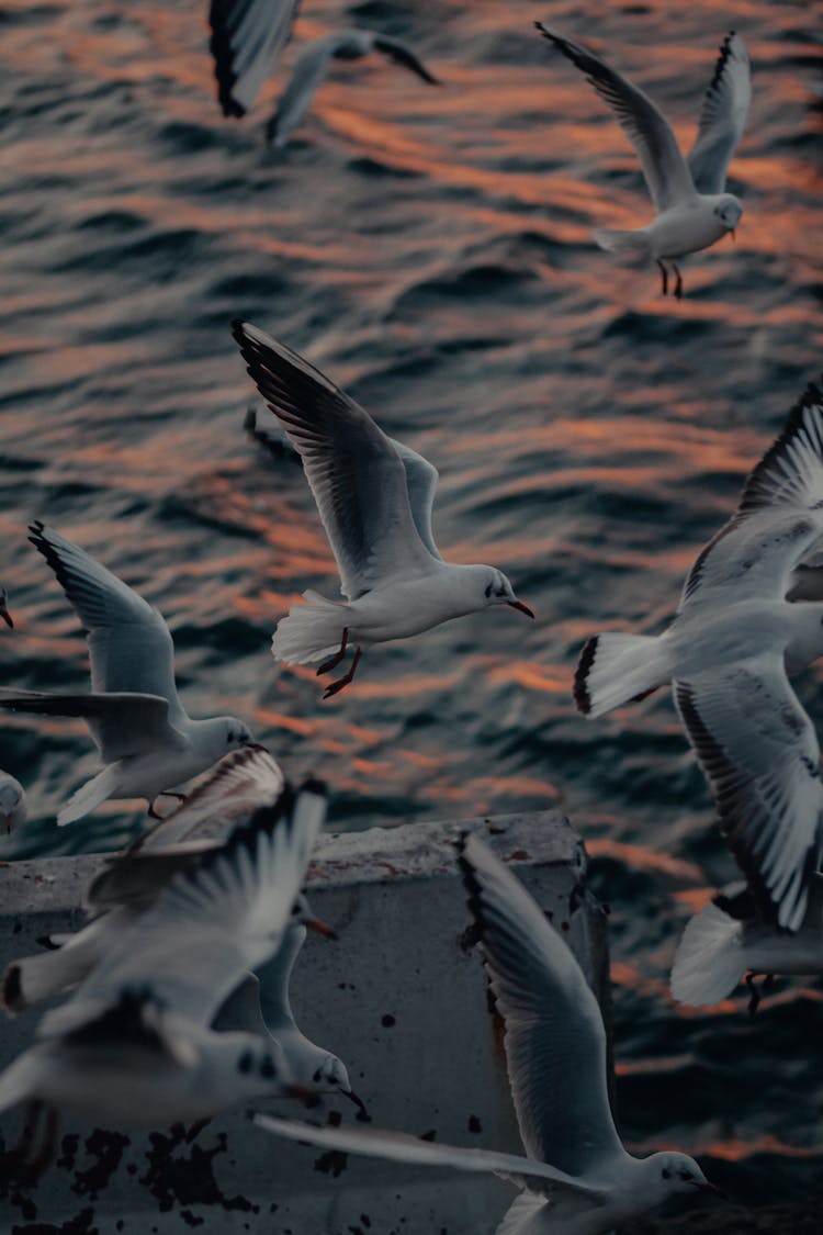 Flock Of Seagulls Flying Above Water