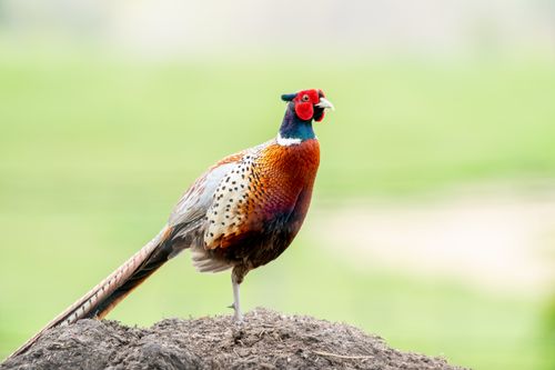 Free Colorful ring-necked pheasant perched outdoors in Michigan, USA. Stock Photo