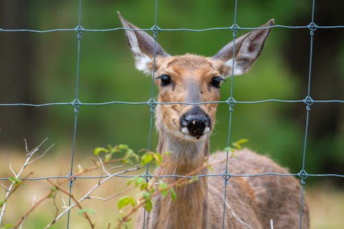 Close Up Photography Of A Young Deer Looking Behind A Wire Fence