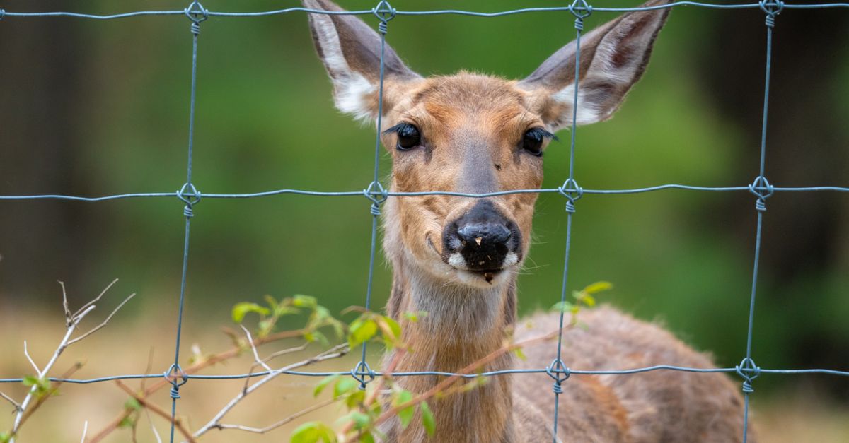Odd Looking Deer Is Rescued After Days Without Food Or Water Odd Looking Deer Is Rescued After Days Without Food Or Water