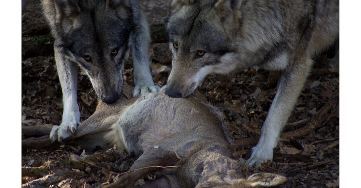Gratis stockfoto van grijze wolf, ree, vleesetend.