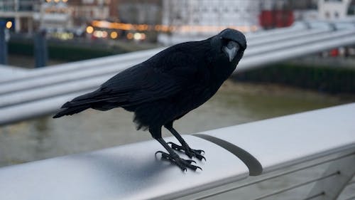 Gratis Fotografia Superficiale Su Black Crow Foto a disposizione