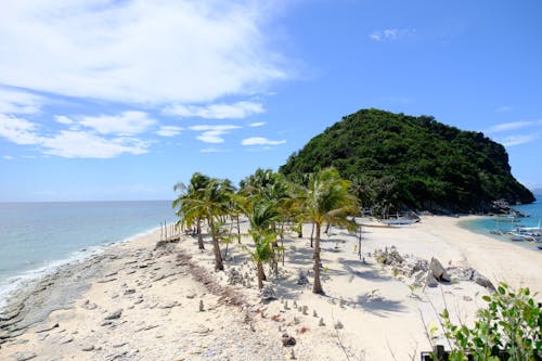 Palm Trees on Shore