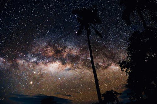 Silhouette of Palm Tree Under Starry Sky