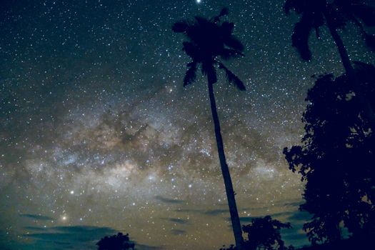 A mesmerizing view of a starry night sky with palm tree silhouettes drawing attention.