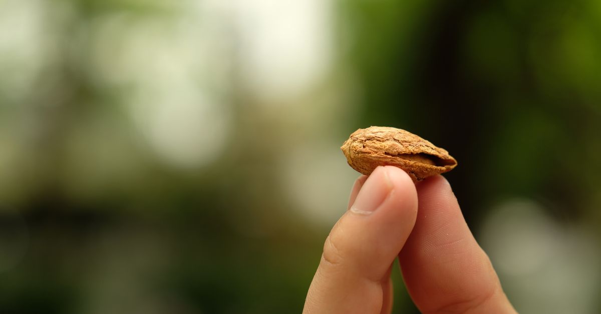 Nut Consumption Linked to Improved Health in Breast Cancer Survivors