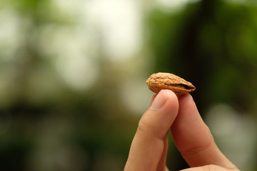 A detailed shot of fingers delicately holding an almond seed against a green blurred background.